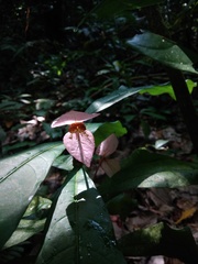 Dalechampia spathulata, photograph (c) alejandrozab, some rights reserved (CC BY)