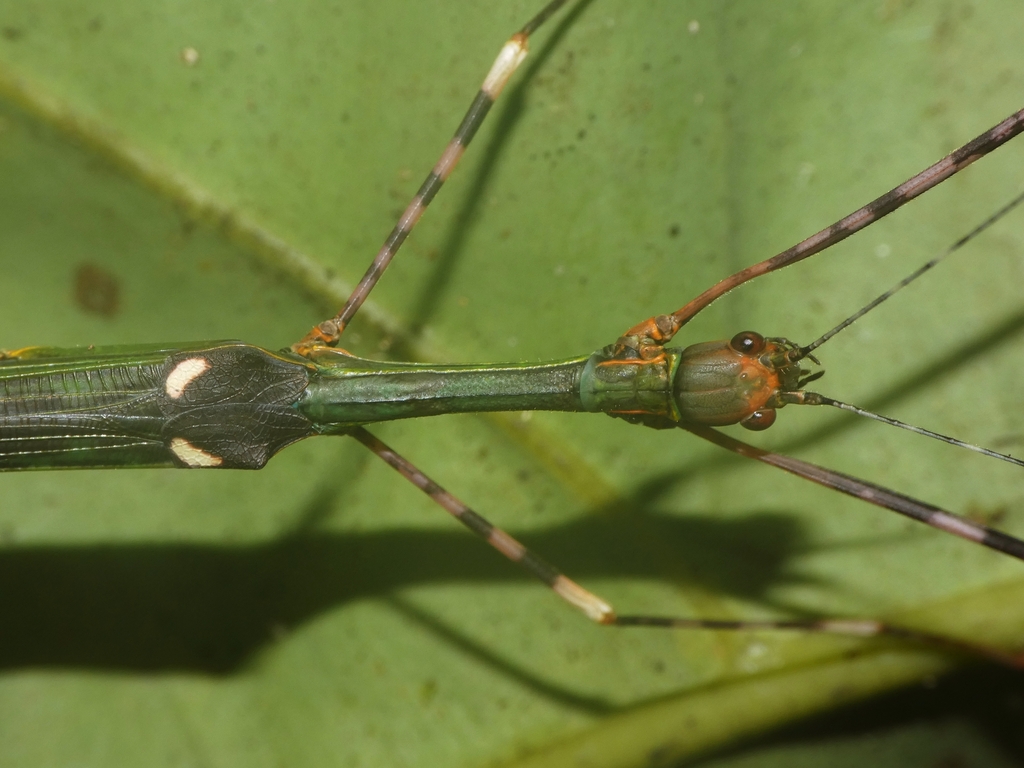 Orthonecroscia laetissima