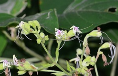 Clerodendrum villosum