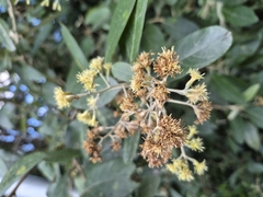 Moquiniastrum polymorphum, photograph author not stated, no rights reserved
