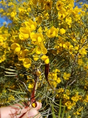 Senna artemisioides