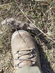 Canis lupus italicus