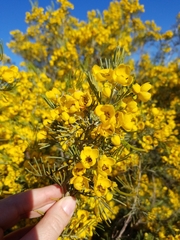Senna artemisioides