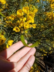 Senna artemisioides