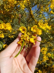 Senna artemisioides