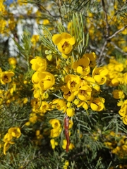 Senna artemisioides