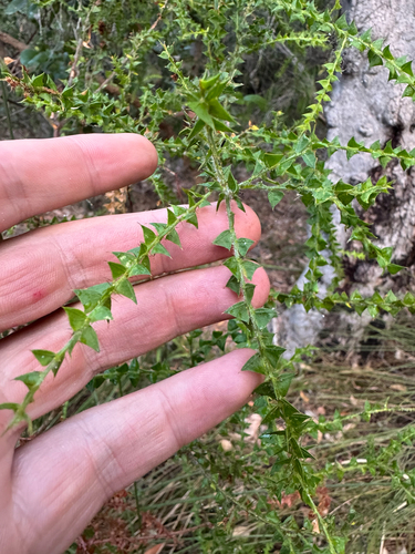 Sail-boat Wattle (Acacia divergens)