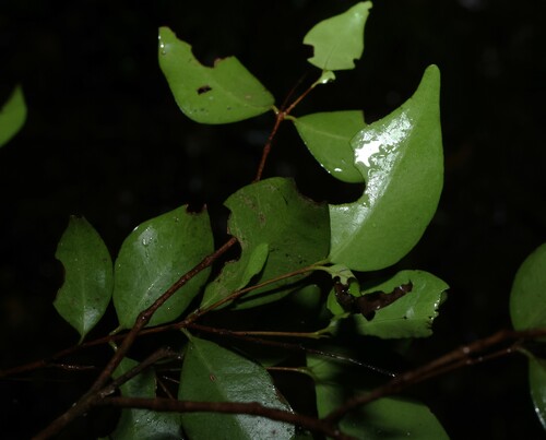 dotted myrtle (Gossia punctata)