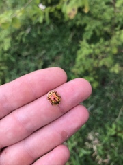 Aspidimorpha nigropunctata