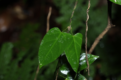 thin-leaved tylophora (Vincetoxicum paniculatum)