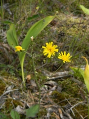 Hieracium sylvularum