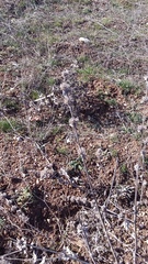 Stachys cretica