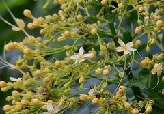 Clerodendrum paniculatum
