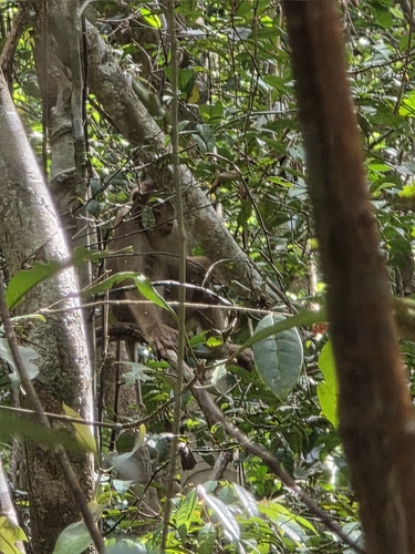 Macaca nemestrina