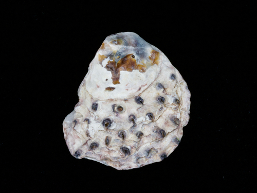 Saccostrea kegaki observed 2026-02-07