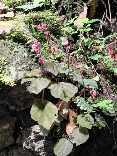 Begonia siccacaudata