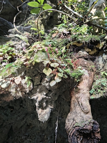 Begonia siccacaudata