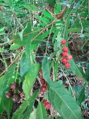 Trophis mexicana