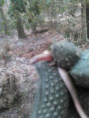 Carphophis amoenus amoenus