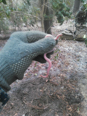 Carphophis amoenus amoenus