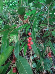 Trophis mexicana