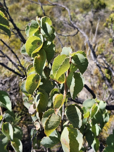 shell-leaved hakea (Hakea conchifolia)