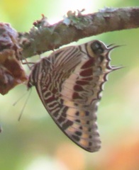 Charaxes castor flavifasciatus