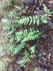 Lindsaea trichomanoides