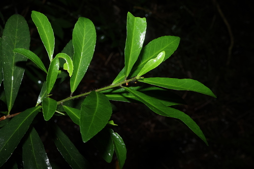 hairy hazelwood (Symplocos harroldii)