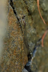 Isosticta