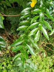 Azara lanceolata