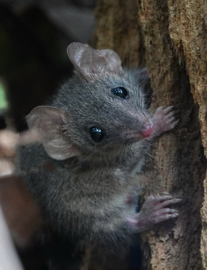 Brown Antechinus