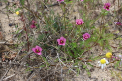 Diascia capensis, photograph (c) Tony Rebelo, some rights reserved (CC BY-SA)