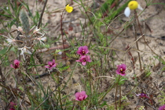 Diascia capensis, photograph (c) Tony Rebelo, some rights reserved (CC BY-SA)