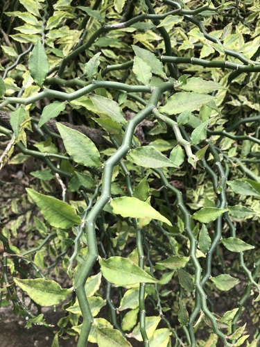 Euphorbia tithymaloides