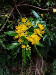 Azara lanceolata