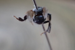 Partamona orizabaensis