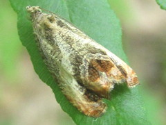 Olethreutes hamameliana