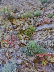 Dudleya saxosa collomiae