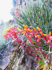 Dudleya saxosa collomiae