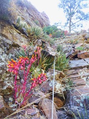 Dudleya saxosa collomiae