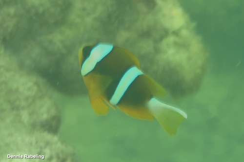 Amphiprion allardi