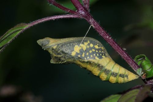 Lime Swallowtail, photo 7 of 9