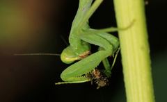 Hierodula tenuidentata