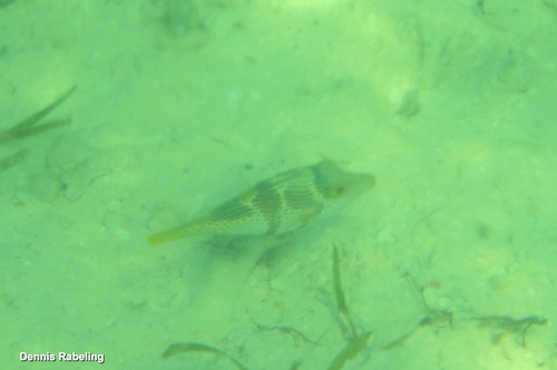 Canthigaster valentini