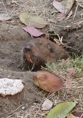 Cratogeomys merriami