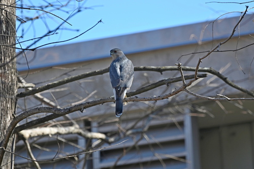 Cooper's Hawk photographed in Louisiana