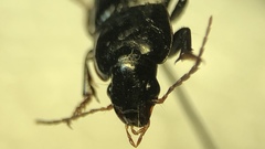 Harpalus