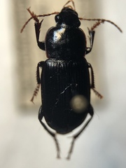 Harpalus