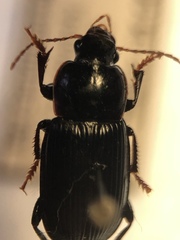 Harpalus
